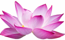 Lotus Blossom Logo